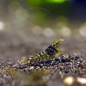 Preview: Sulawesi Algengarnele, Caridina pareparensis parvidentata 